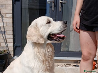 Golden Retriever dogs - Advert 1