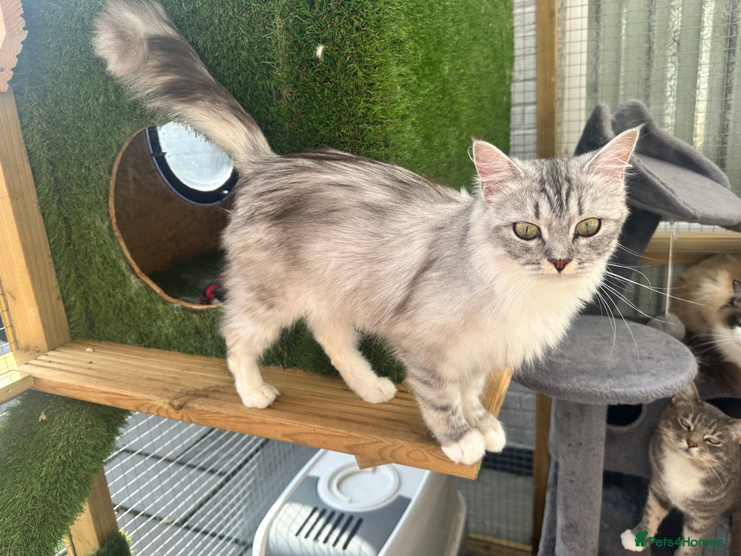 Persian cats for sale: Doll Faced Traditional Persian - Image 2