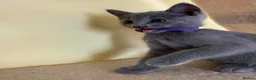 Russian Blue cats for sale: TICA REGISTERED Pure Breed Russian Blue Kittens - Advert 4