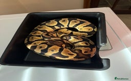 Python Snake reptiles for sale: 6 ball pythons & 8 vivariums for sale - Image 7
