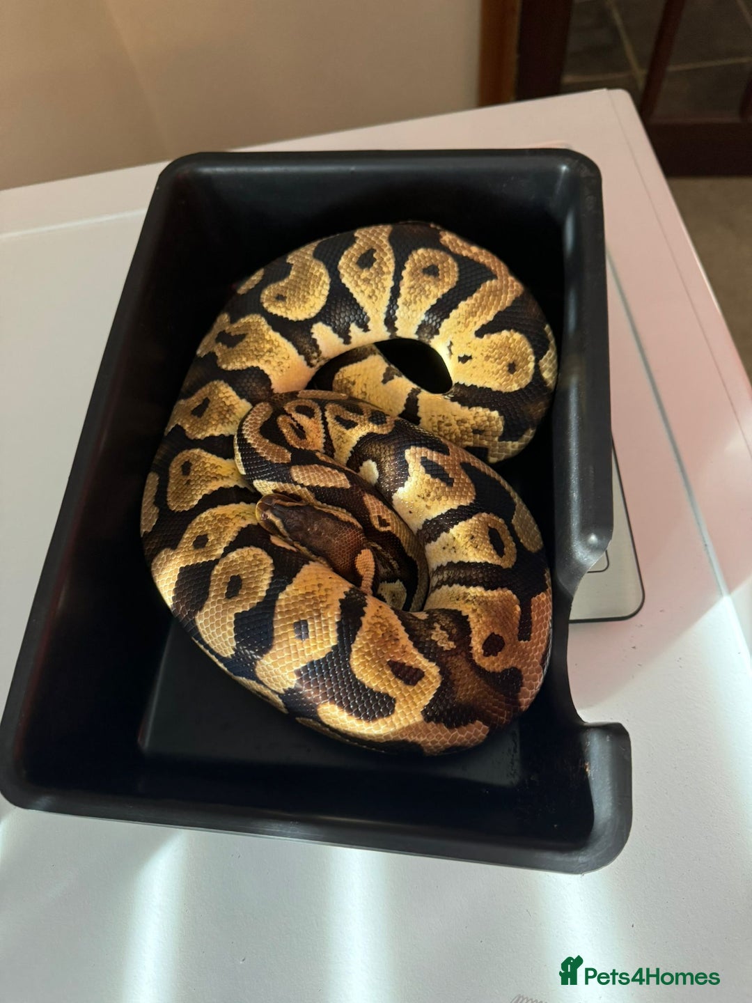 Python Snake reptiles for sale: 6 ball pythons & 8 vivariums for sale - Image 7