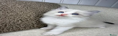 Samson