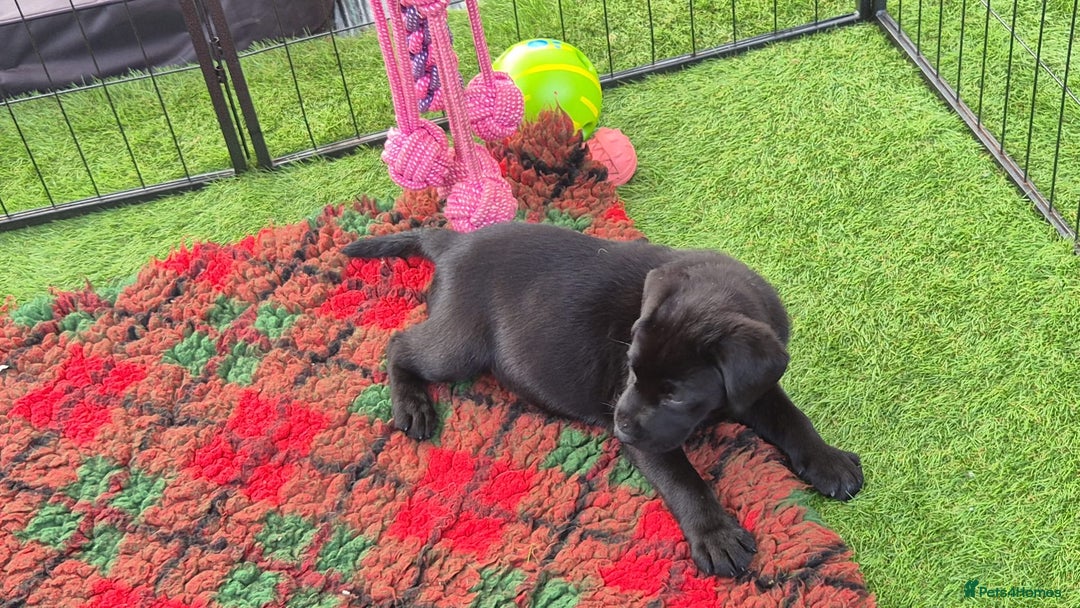 Labrador Retriever dogs for sale: KC, very cute Black labrador Show Type. READY KNOW in Ferryhill - Image 2