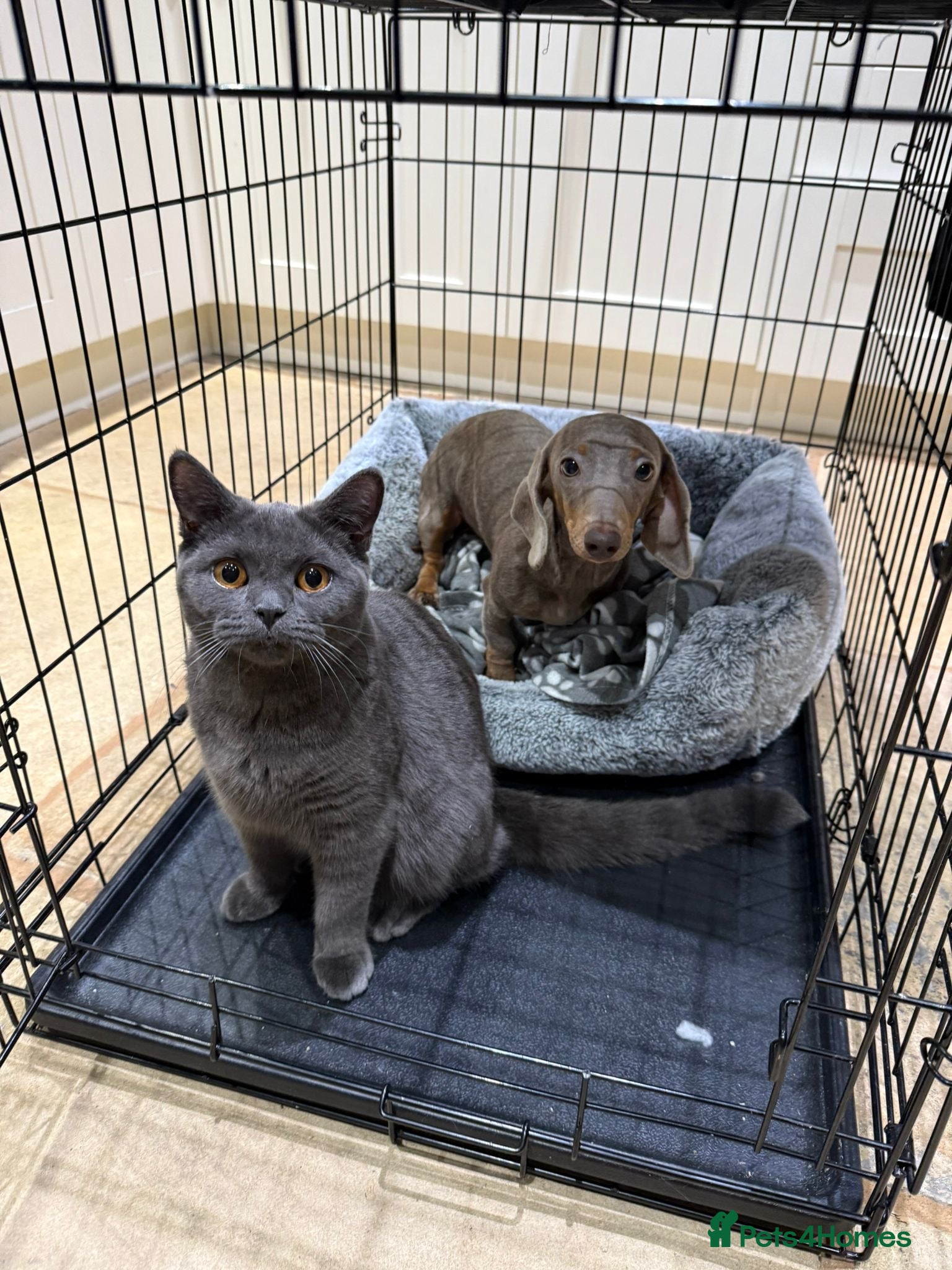 Miniature Dachshund dogs Needs a loving home - Advert 2