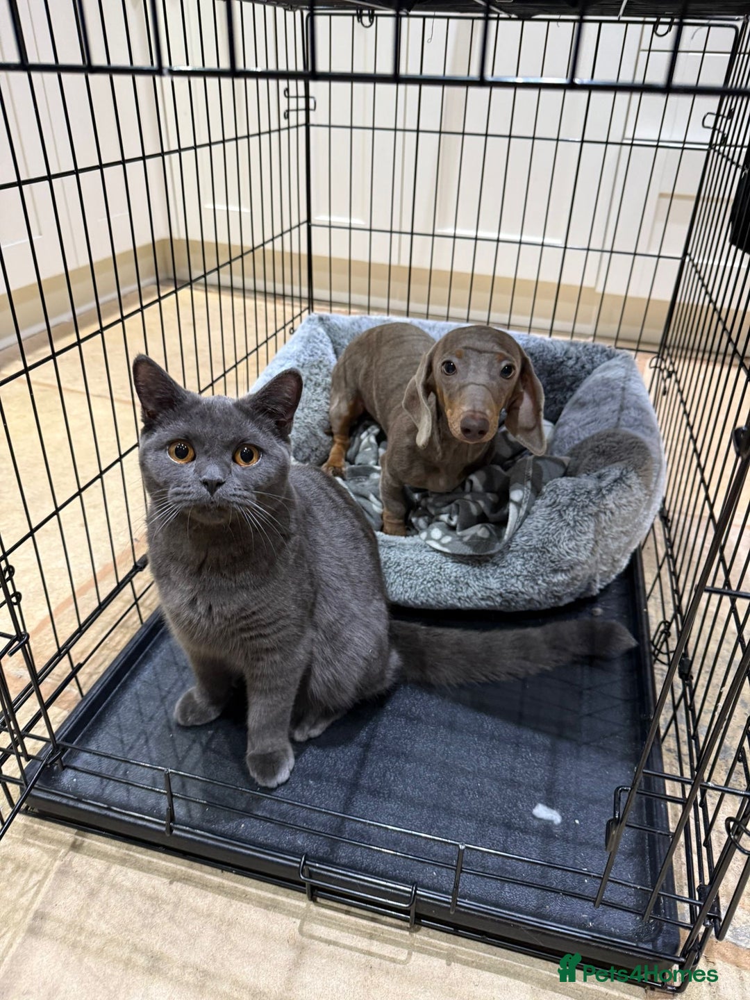 Miniature Dachshund dogs for sale: Needs a loving home - Advert 1