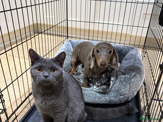 Miniature Dachshund dogs Needs a loving home - Advert 4