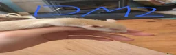 Rat rodents for sale: 10 super tame lovely rats normal and dwarf - Advert 10