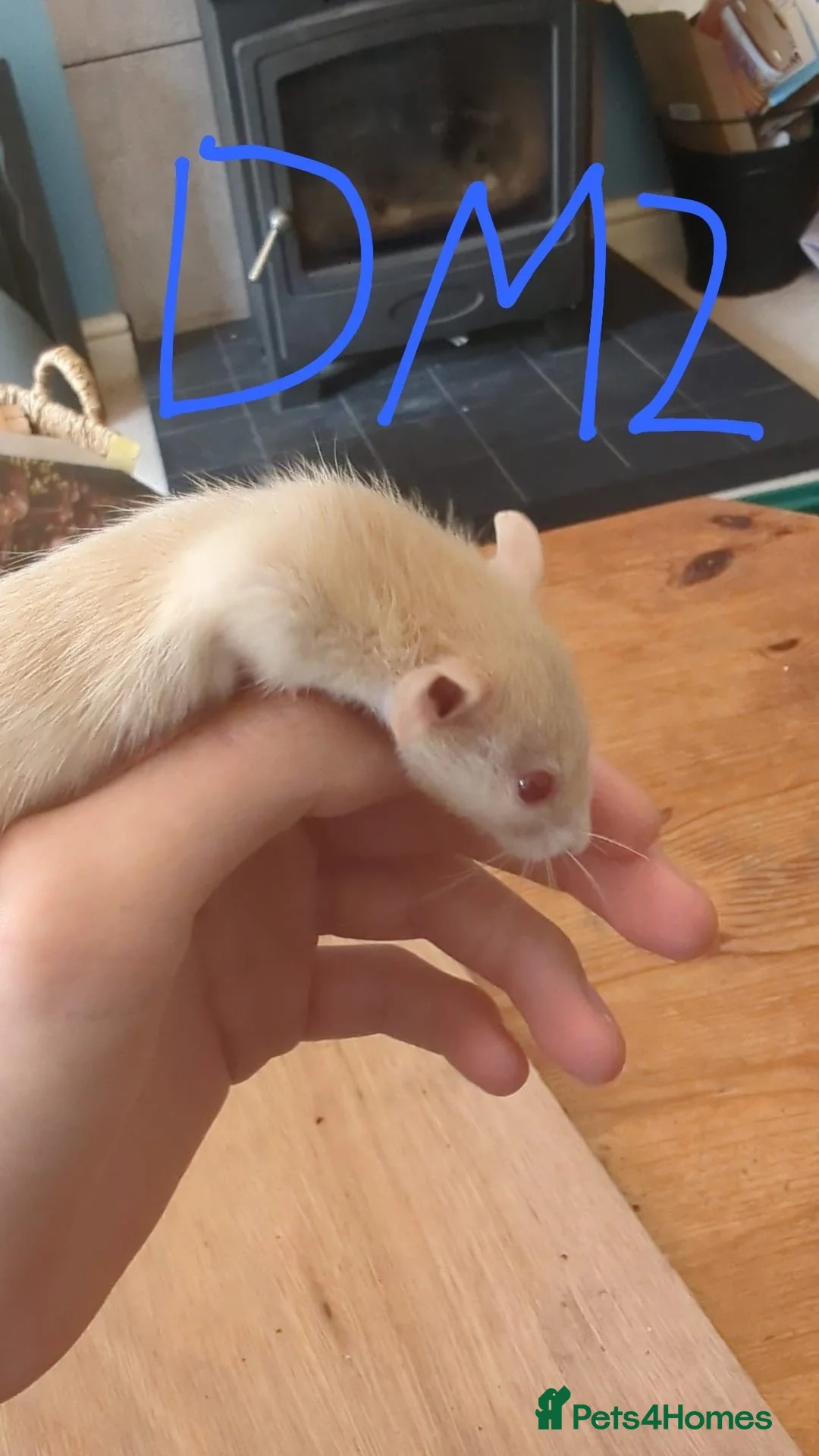 Rat rodents for sale: 10 super tame lovely rats normal and dwarf - Advert 10