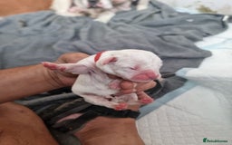 Mixed Breed dogs for sale: Cockerbull - Image 20