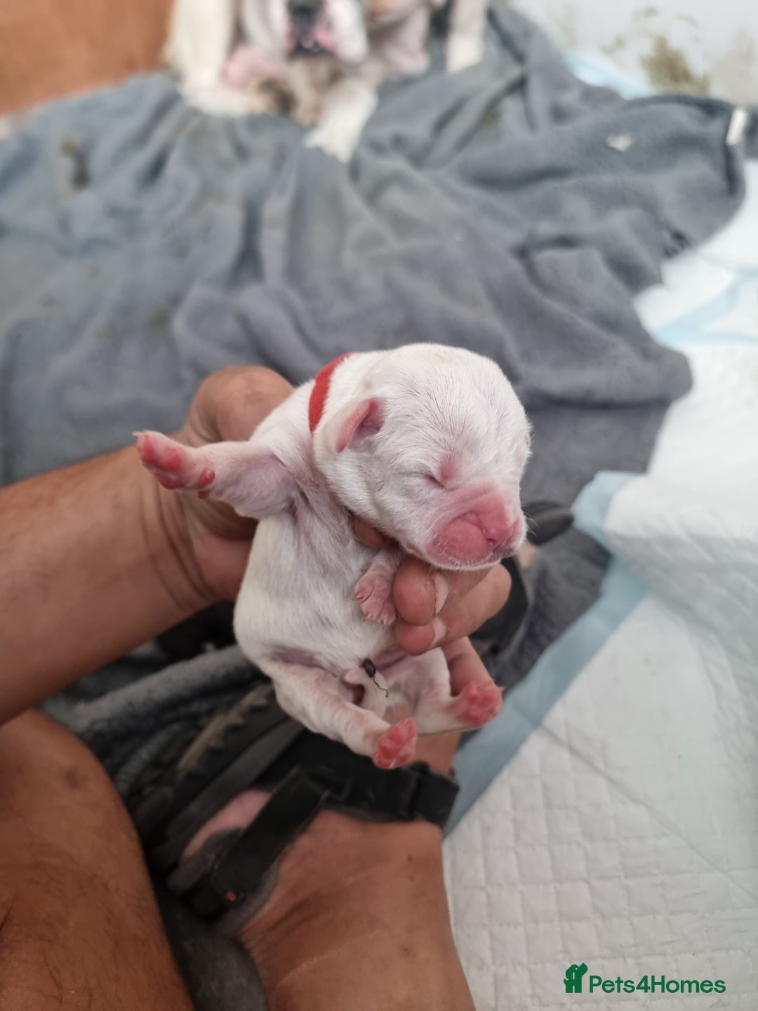 Mixed Breed dogs for sale: Cockerbull - Image 20