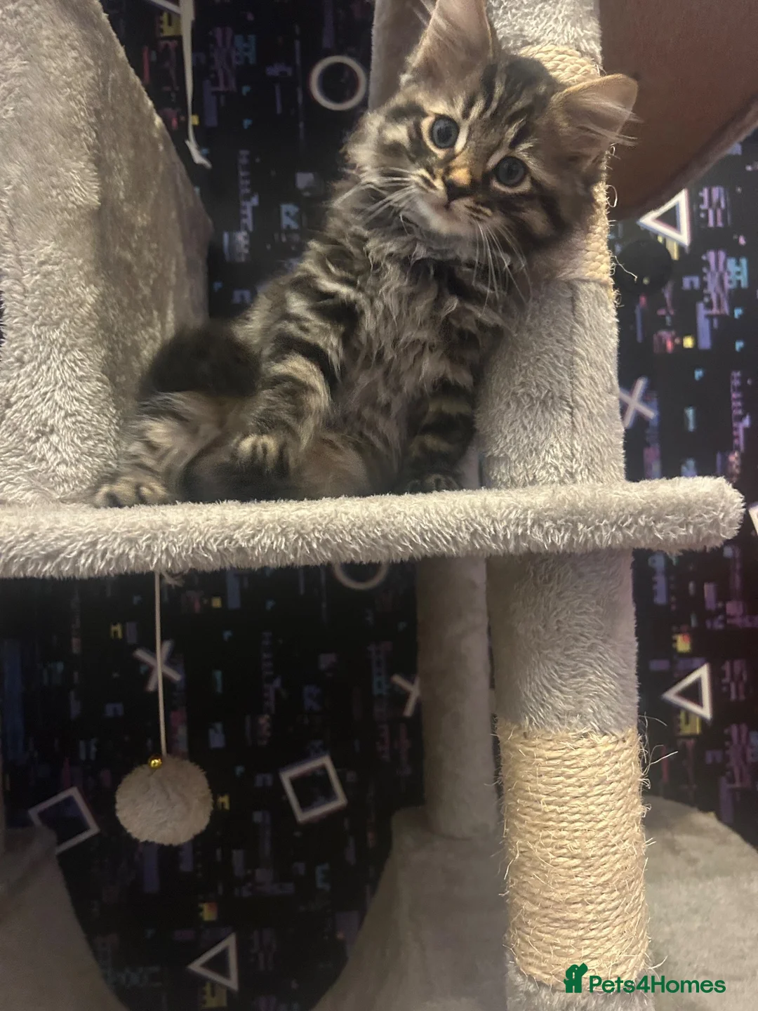 Mixed Breed cats for sale: Bengal x kitten  - Advert 4