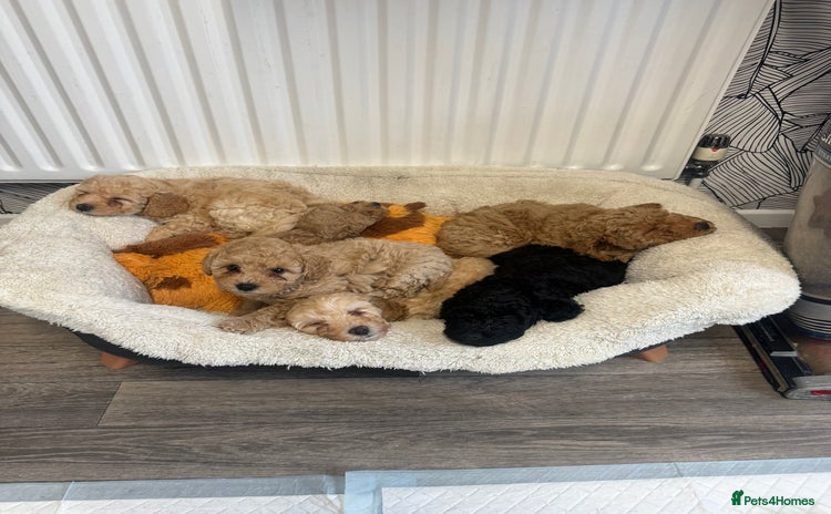 Cockapoo dogs - Advert 1