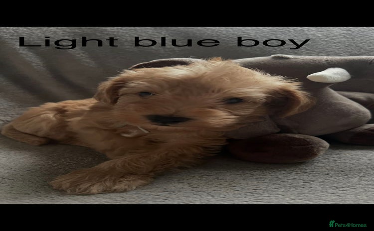 Mixed Breed dogs - Advert 1