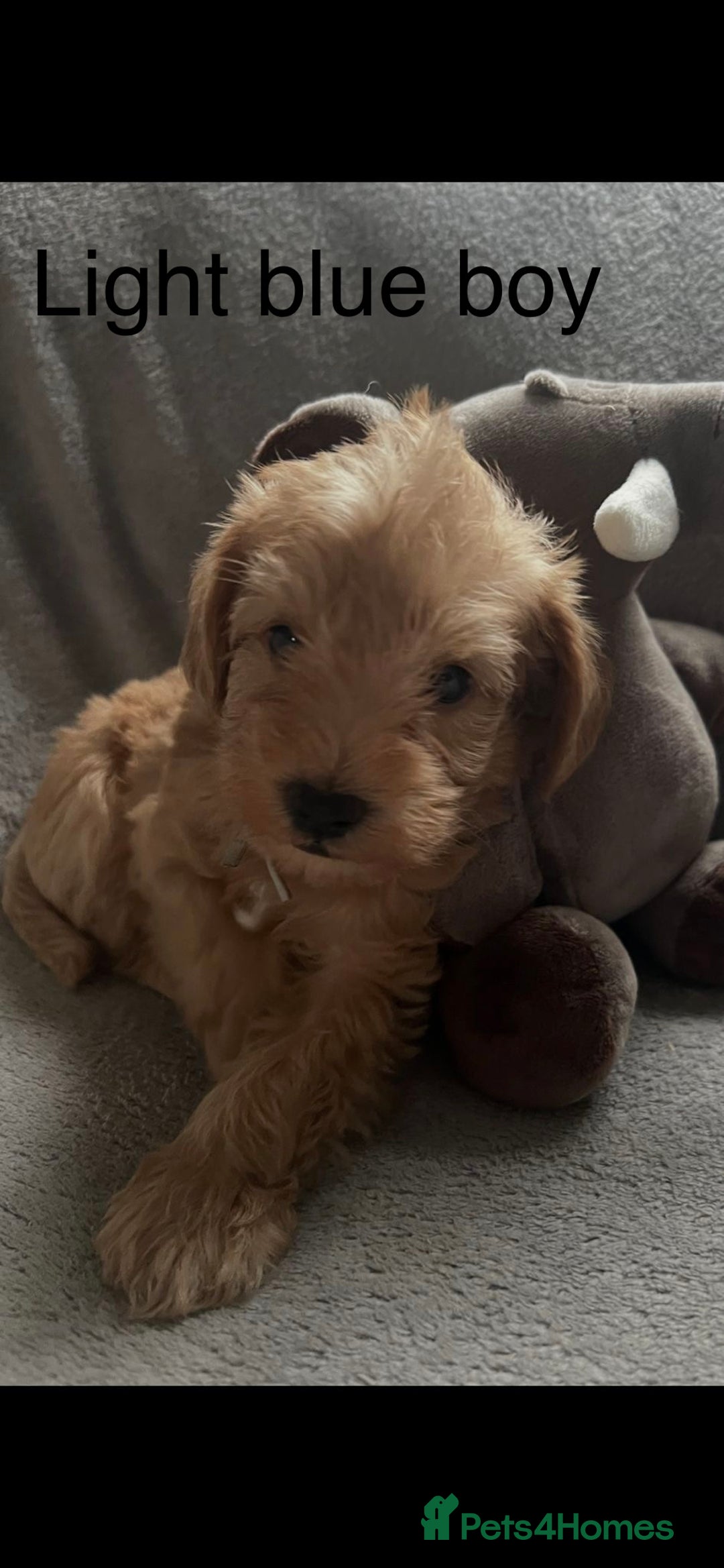 Mixed Breed dogs for sale: Gorgeous Homebred Schnoodle Puppies  - Image 1