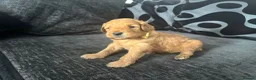 Mixed Breed dogs for sale: Outstanding litter of double doodles  - Advert 12