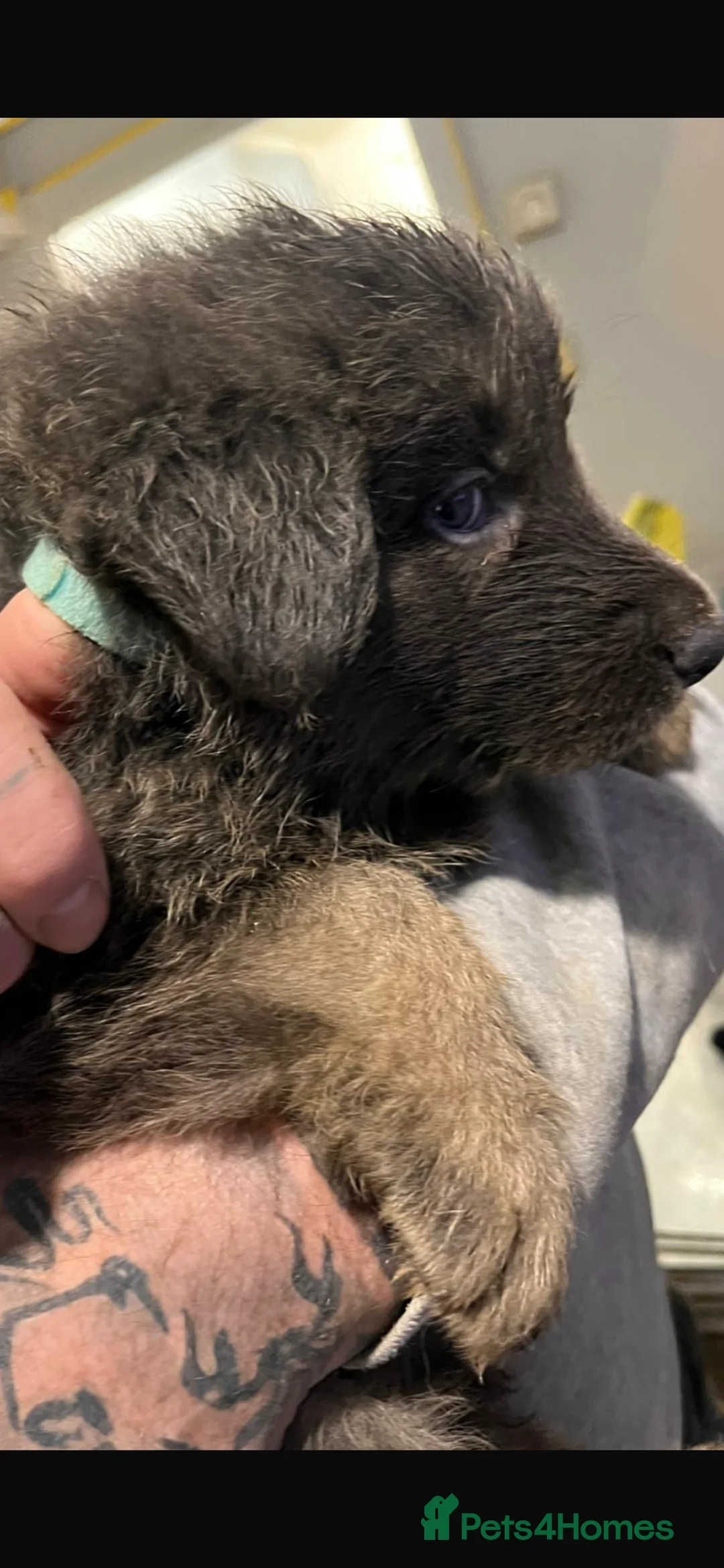 German Shepherd dogs for sale: Blue GSD’s 3 females remaining - Advert 6