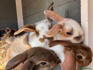 Mini Lop rabbits Mini lop bunnies for sale - Advert 13