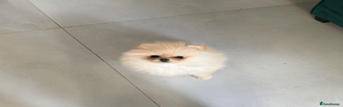 Pomeranian 3
