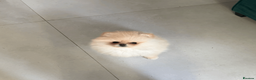 Pomeranian dogs for sale: KC Pomeranian Pups - Exceptional Russian Lines in Liverpool - Advert 6