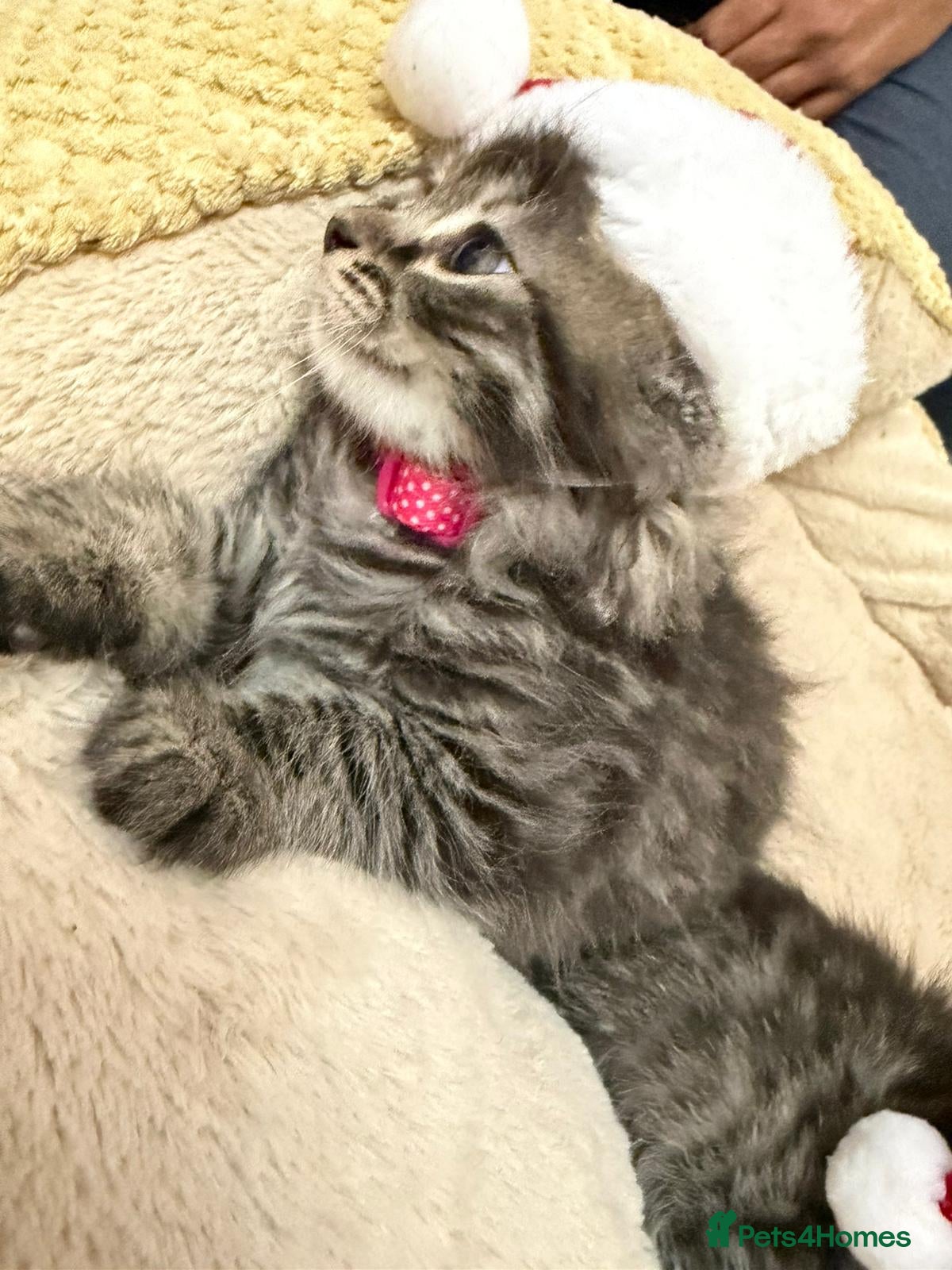 Mixed Breed cats Ready Now Lamerp Longhair kittens  - Advert 7