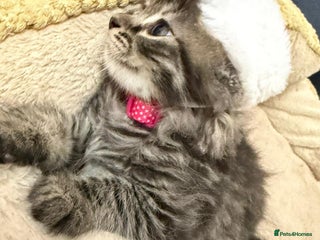 Mixed Breed cats Ready Now Lamerp Longhair kittens - Advert 10