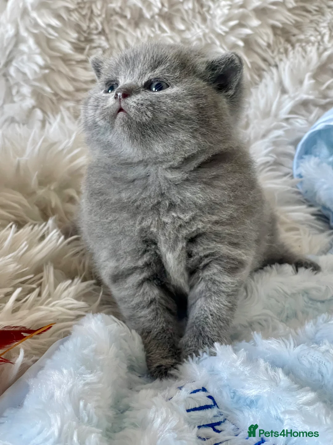 British Shorthair cats for sale: GORGEOUS PEDIGREE BRITISH SHORTHAIR  - Advert 2