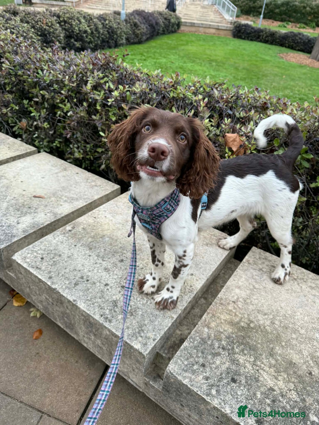 English Springer Spaniel dogs for sale: Very reluctant sale - Advert 2