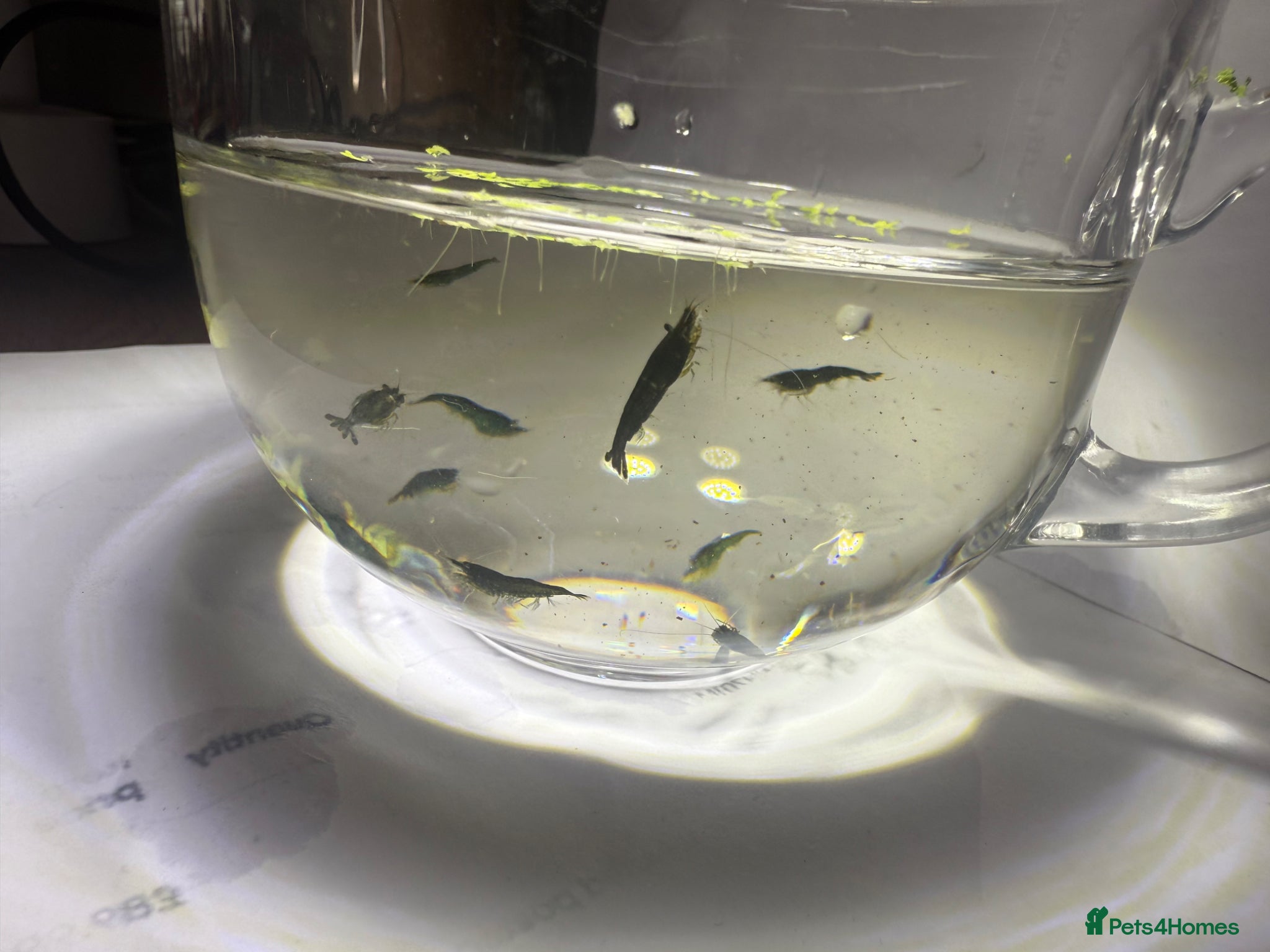 Shrimps fish for sale: Neocaridina Shrimp Green X10 in Colchester - Advert 3