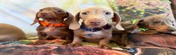 Miniature Dachshund dogs for sale: 💫❤️Supreme miniature dachshund puppies❤️💫  - Advert 6