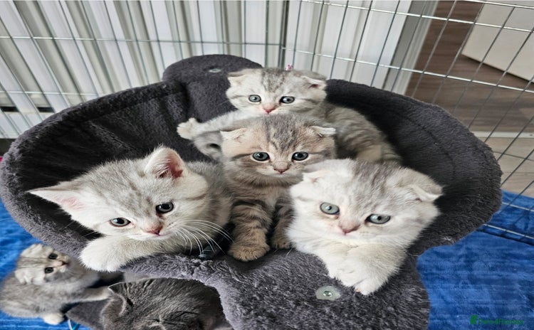 Scottish Fold cats 2 Adorable Scottish fold kittens left  - Advert 15