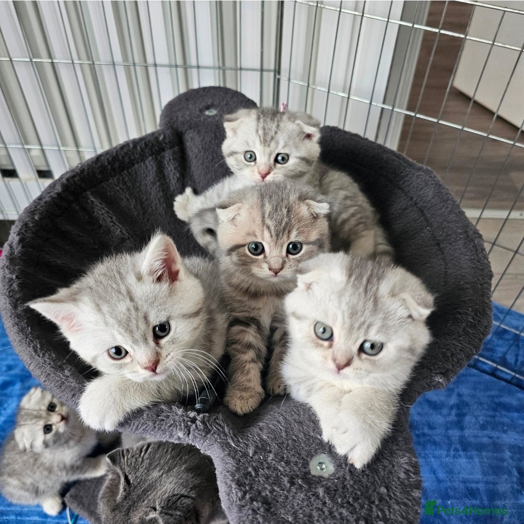 Scottish Fold cats for sale: 2 Adorable Scottish fold kittens left  - Advert 1