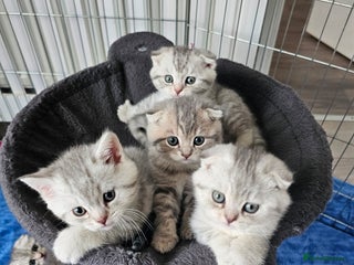 Scottish Fold cats 2 Adorable Scottish fold kittens left - Advert 1
