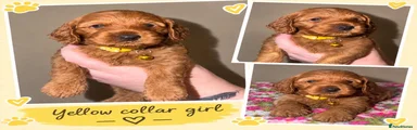 Cockapoo 3