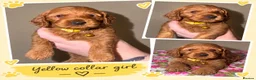 Cockapoo dogs for sale: F1b mini cockapoos - Advert 5