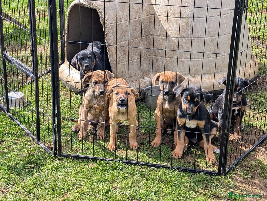 Mixed Breed dogs for sale: Huntaway x Lurcher puppies  - Image 16