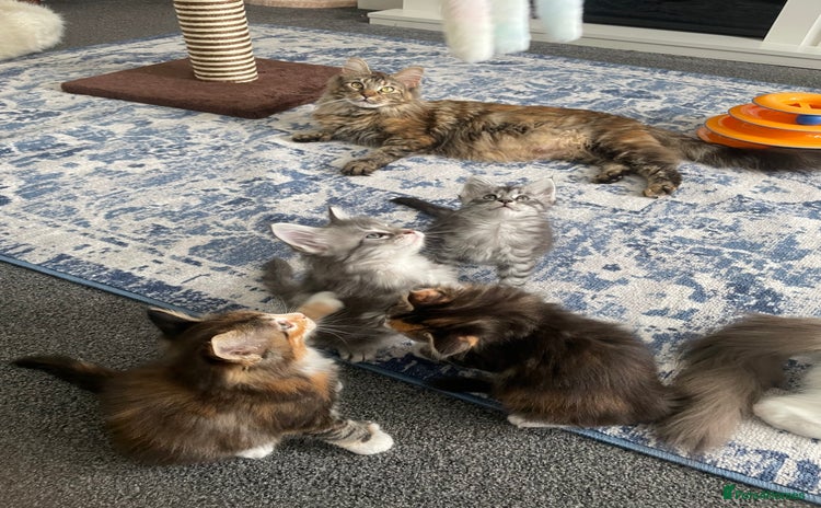 Maine Coon cats - Advert 1