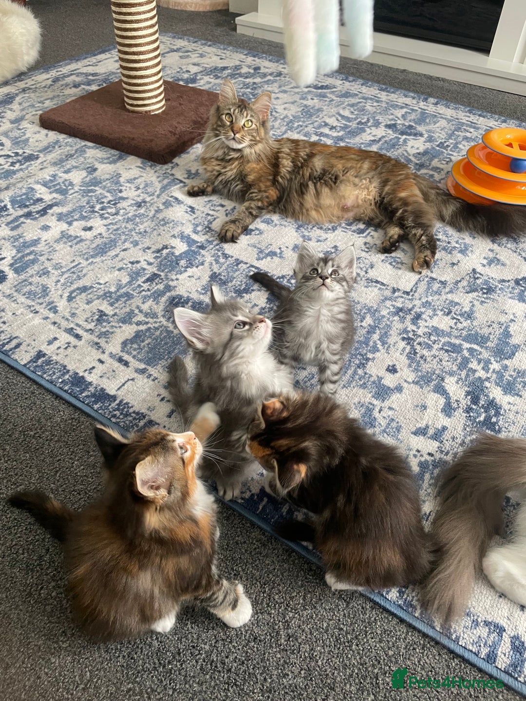 Maine Coon cats for sale: Mainecoon kittens Polydactyl/non polydactyl  - Image 1