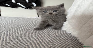 British Shorthair cats - Advert 2