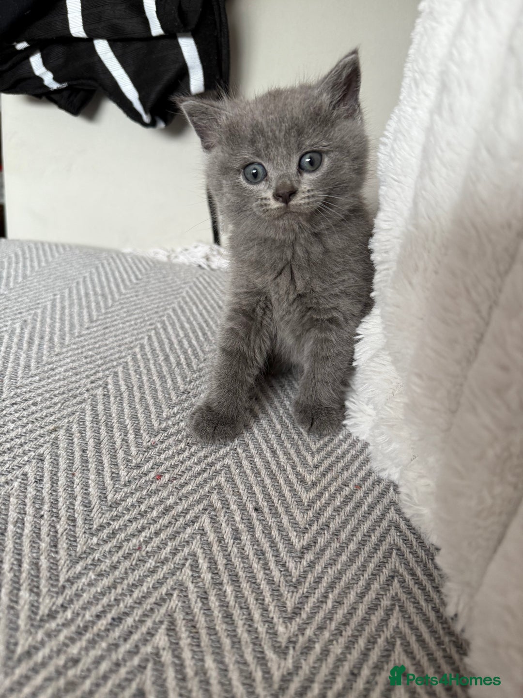 British Shorthair cats for sale: 🐾Fluffy British Shorthair Mix Kittens 🐾 - Image 2