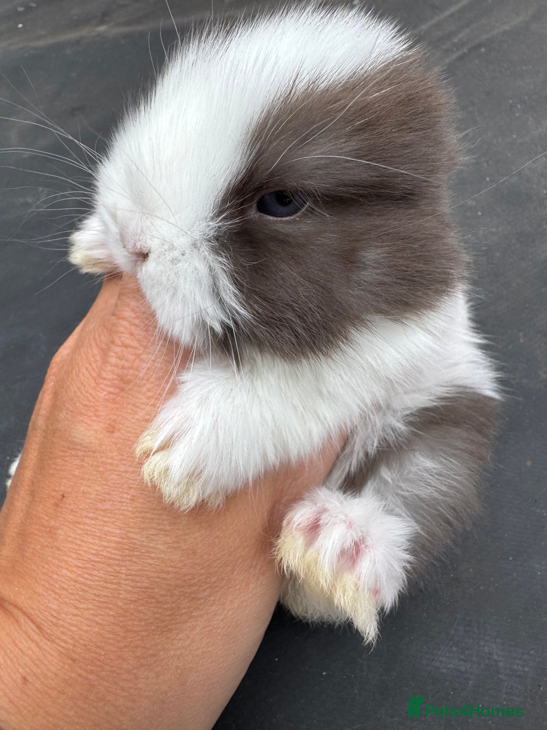 Mini Lop rabbits for sale: Pure bred min lop Babies  - Image 5