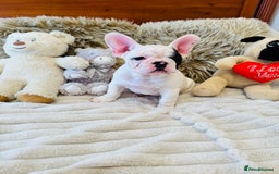 French Bulldog dogs for sale: 🏆KC registered, Standard French Bulldog Puppies🏆 - Image 4