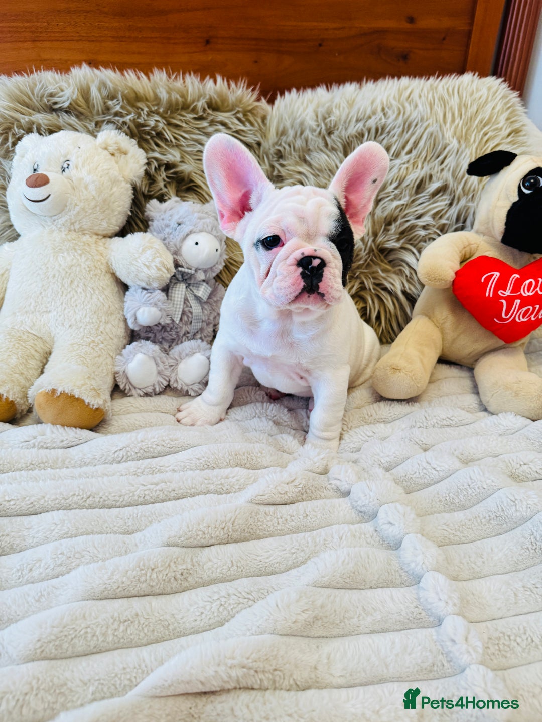 French Bulldog dogs for sale: 🏆KC registered, Standard French Bulldog Puppies🏆 - Image 4