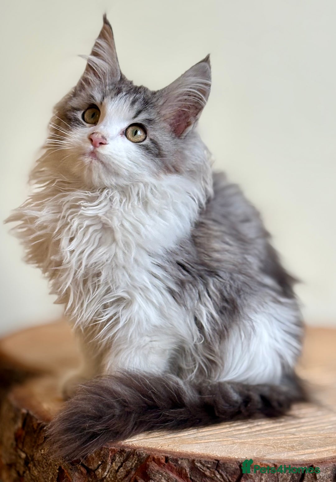 Maine Coon cats for sale: Maine Coon kittens - Advert 9