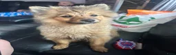 Pomeranian dogs for sale: Pomeranian  in Newtownabbey - Advert 2