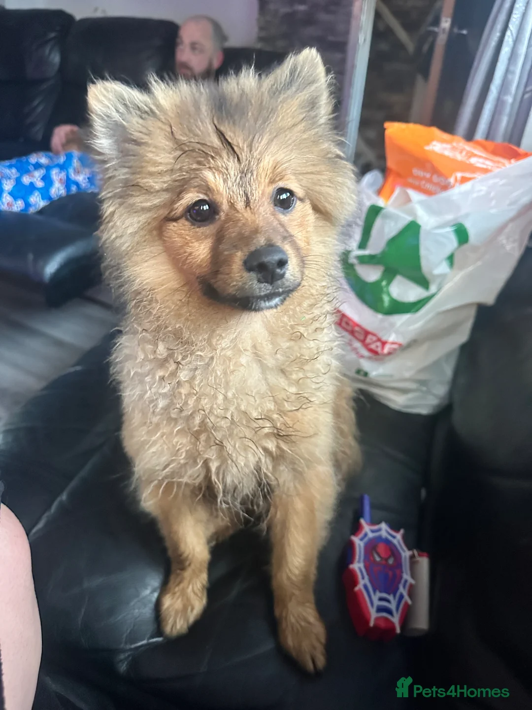 Pomeranian dogs for sale: Pomeranian  in Newtownabbey - Advert 2