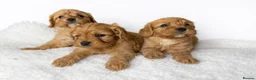 Cavapoo dogs for sale: Beautiful Cavapoo Puppies – Ready for Loving Homes - Advert 1