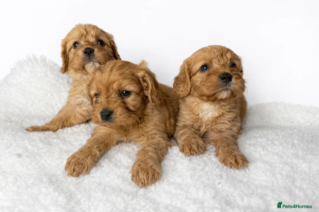 Cavapoo dogs for sale: Beautiful Cavapoo Puppies – Ready for Loving Homes - Advert 1