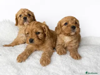 Cavapoo dogs Beautiful Cavapoo Puppies – Ready for Loving Homes - Advert 3