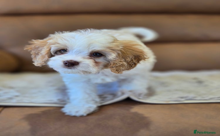 Cavapoo dogs - Advert 2