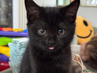 British Longhair cats - Advert 36